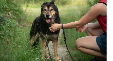 FRODO