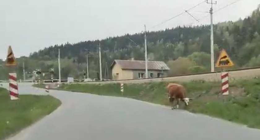 Fot. Jakub Fila