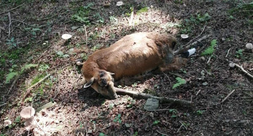 Nasze sprawy, Stryszawa Poszli grzyby znaleźli martwą owcę! - zdjęcie, fotografia