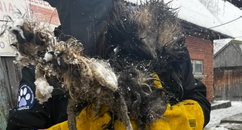 To widzoczne na zdjęciu stworzenie, to... pies! Fot. OTOZ Animals 