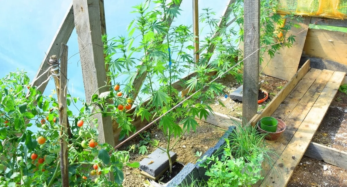 Kronika kryminalna, Pomiędzy pomidorkami rosła sobie marihuana - zdjęcie, fotografia