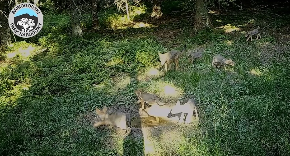Nasze sprawy, Babiogórskim Parku Narodowym ustrzelono stado wilków (video) - zdjęcie, fotografia
