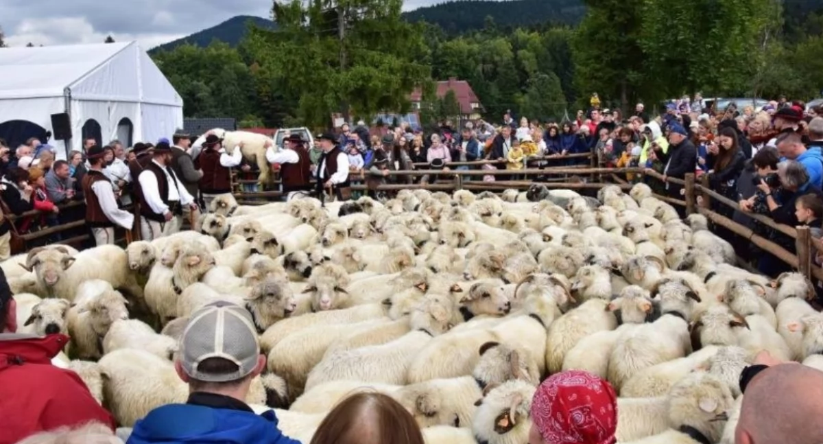 Rozrywka, Atrakcje weekend września) powiecie suskim - zdjęcie, fotografia