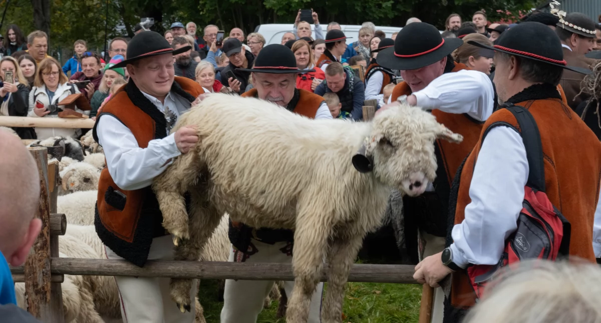 Folklor i Tradycje , Babiogórska Jesień Zawoi Powitano redyk - zdjęcie, fotografia