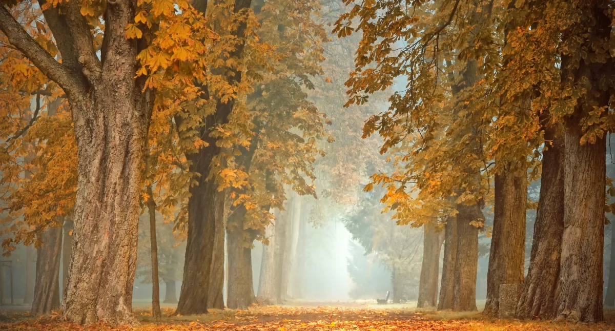 Koncerty – Muzyka , Cztery Babią Górą - zdjęcie, fotografia