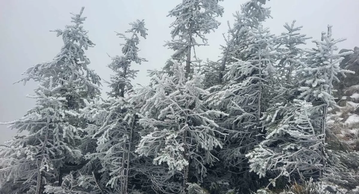 Zdjęcia:Krzysztof Trzop