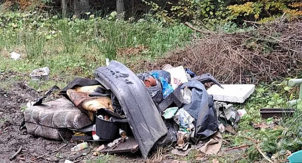 Interwencje, Zgroza lasem można - zdjęcie, fotografia