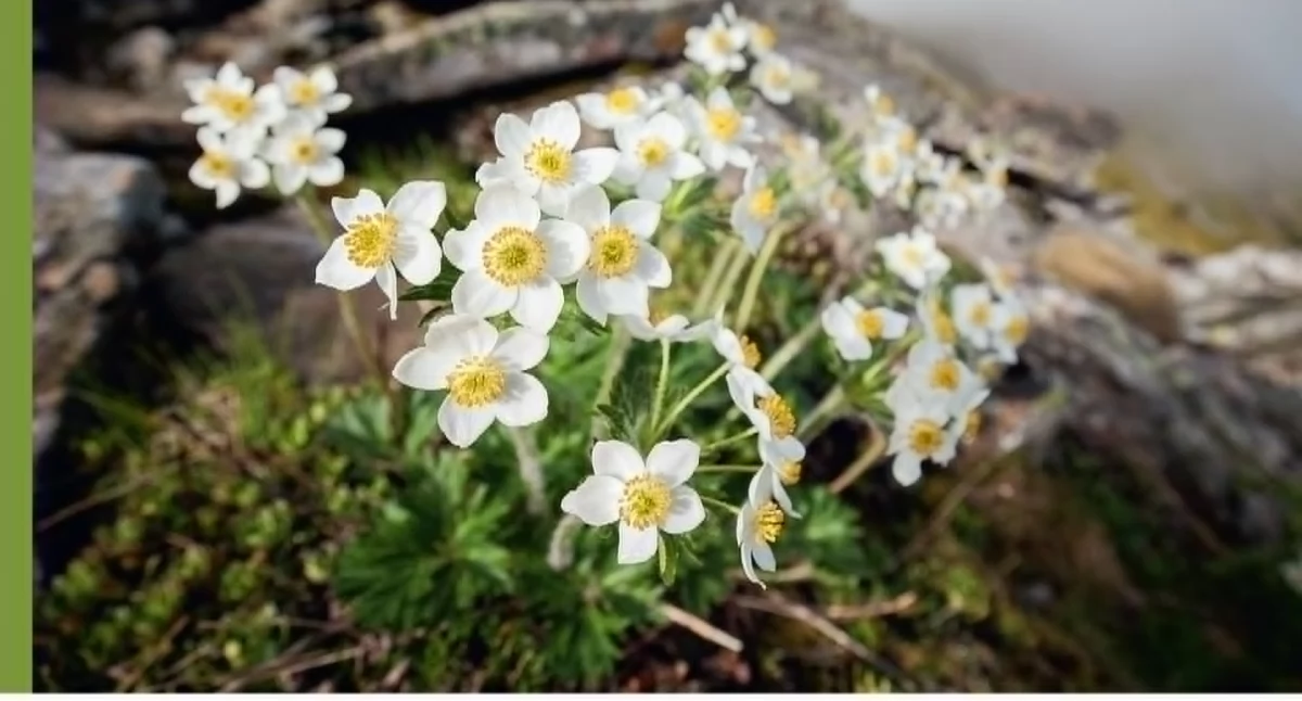 Literatura i poezja, Kalendarz Babiogórski Natura historia edukacja - zdjęcie, fotografia