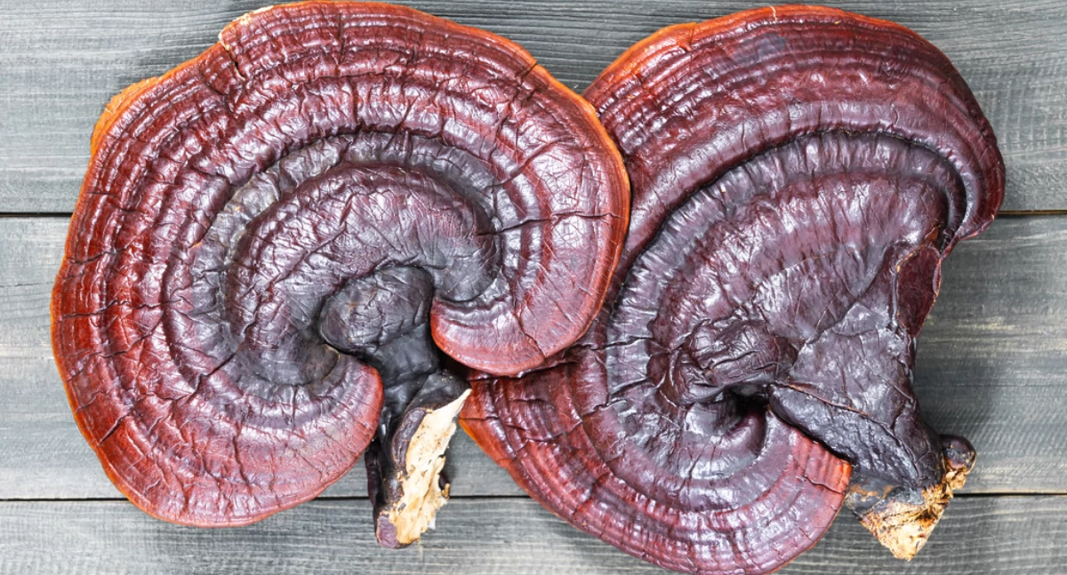 Materiał zewnętrzny, korzyści zdrowotnych reishi których warto wiedzieć - zdjęcie, fotografia