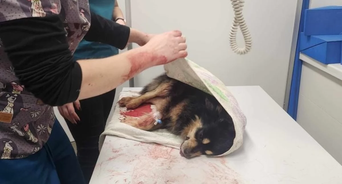 Dla pogryzionego przez łajki syberyjskie psiaka nie było ratunku! 