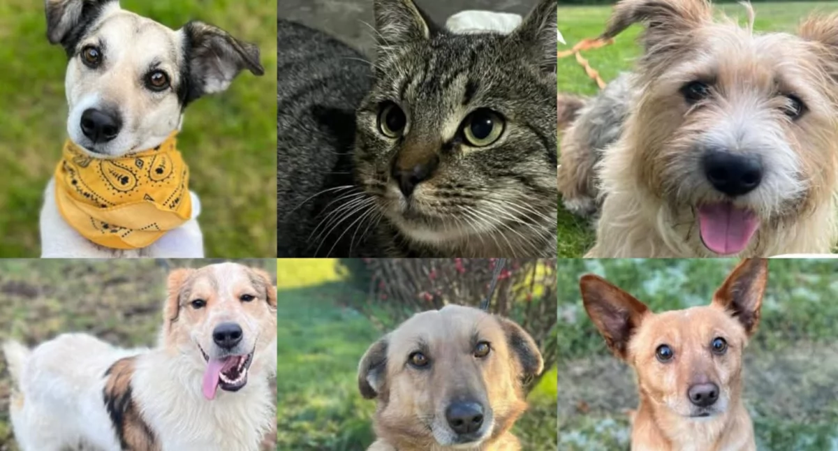 Nasze sprawy, Poznaj niezwykłe zwierzęta gotowe adopcji! - zdjęcie, fotografia