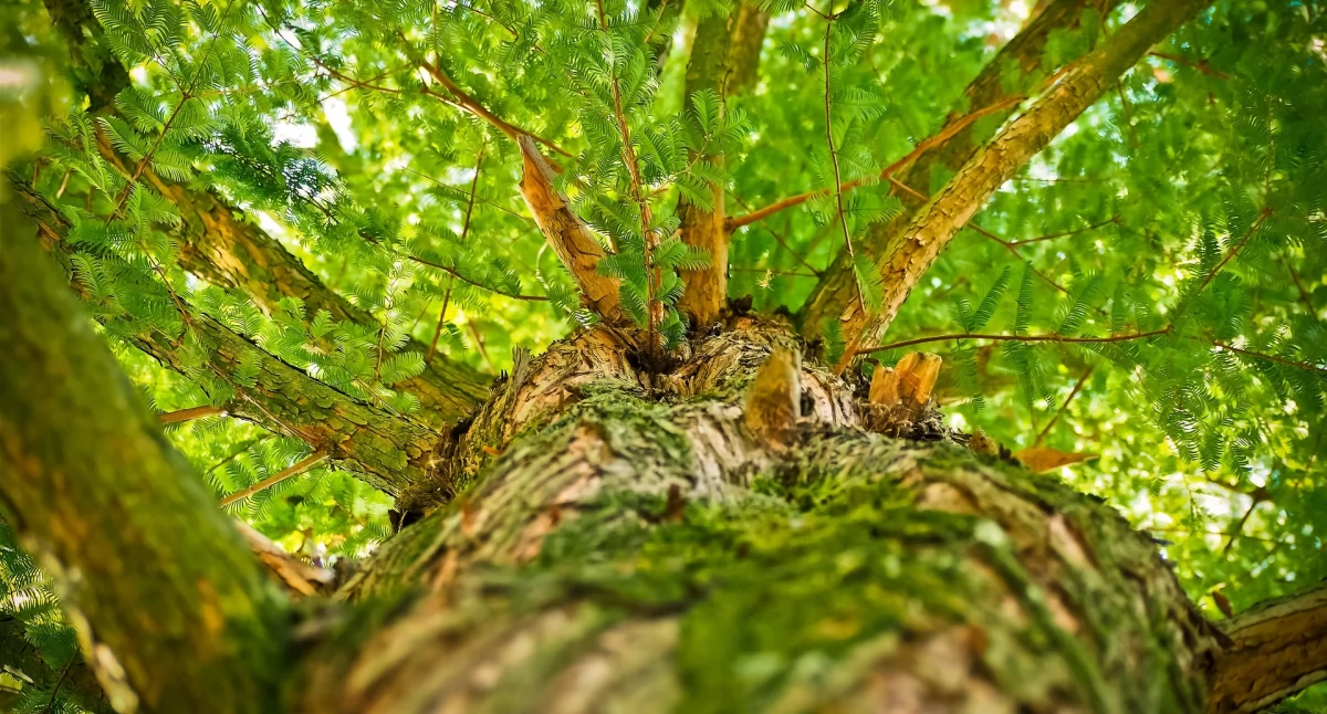 Nasze sprawy, Sylwoterapia przytulanie obejmowanie przebywanie wśród drzew - zdjęcie, fotografia