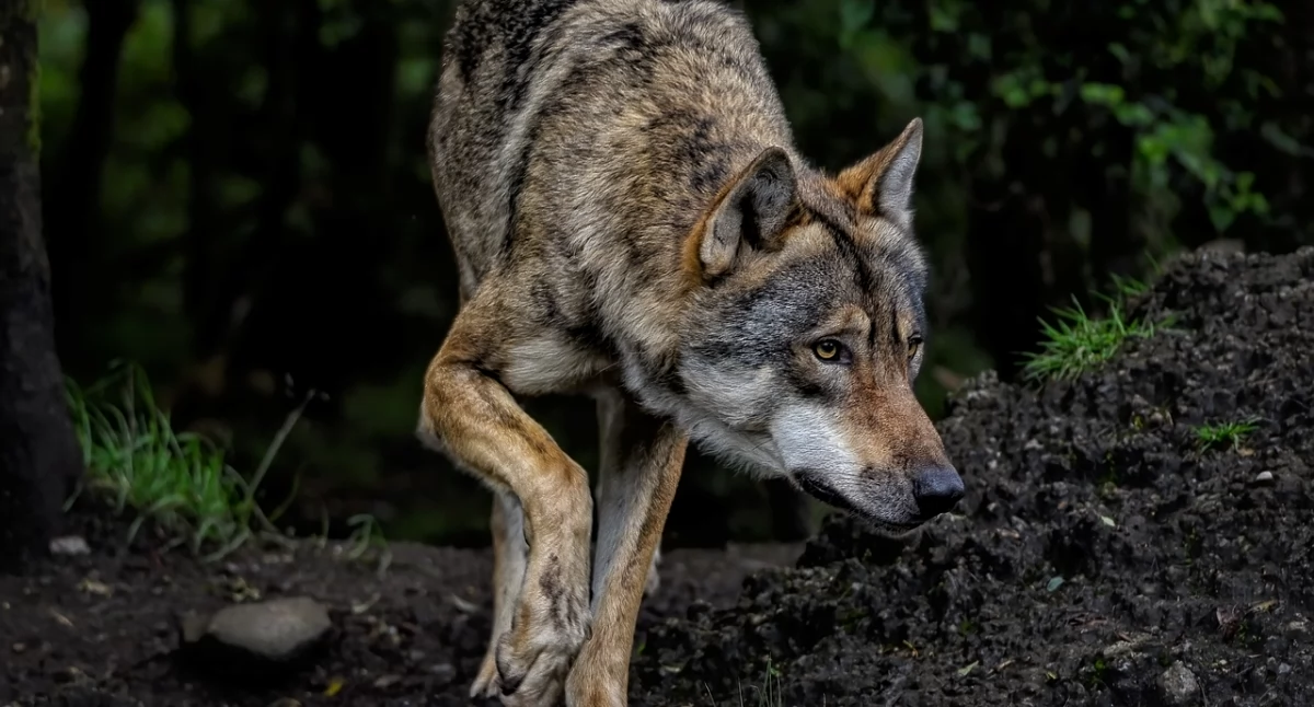 Interwencje, Wilki wyszły mają zrobić mieszkańcy Juszczyńskich Polan - zdjęcie, fotografia