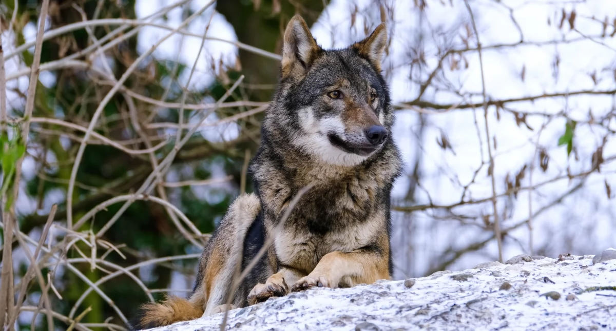 Interwencje, Wilki krążą Zawoi (video) - zdjęcie, fotografia