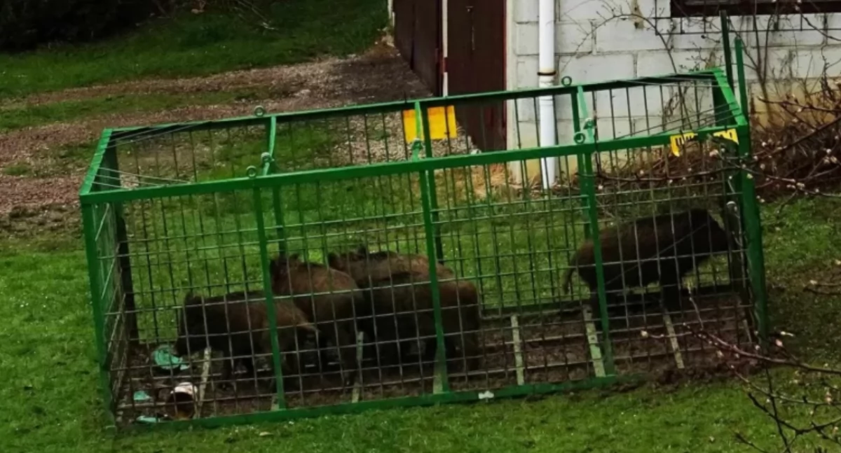 Nasze sprawy, dziki pamiętliwy - zdjęcie, fotografia
