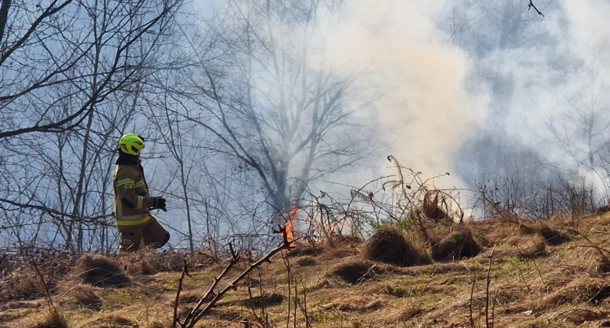 Pożary , Wypalanie nieużytków wymknęło kontroli (video) - zdjęcie, fotografia
