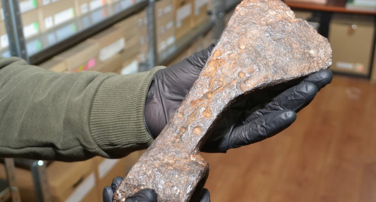 Nasze sprawy, Żelazny topór odkryty Jaroszowicach zbiorach Muzeum Miejskiego Suchej Beskidzkiej - zdjęcie, fotografia