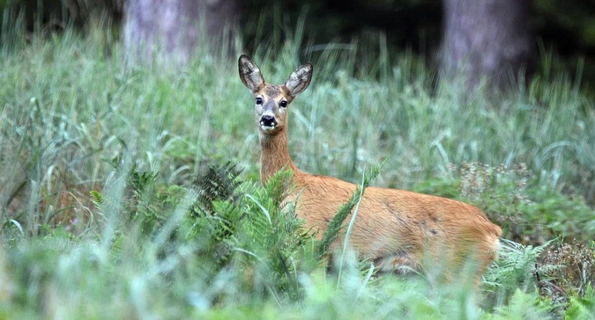 Nasze sprawy, Bezpłatne doradztwo rolników myśliwych Suchej Beskidzkiej - zdjęcie, fotografia