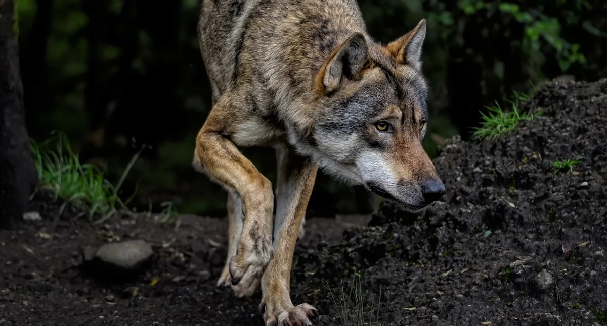 Ze świata, Wilki Polsce Ochrona presją Europejska zmienia zasady - zdjęcie, fotografia