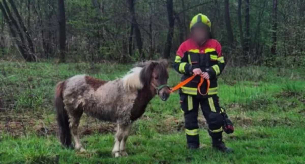 Miejscowe zagrożenie, Nietypowa interwencja strażaków Zachełmnej kucyk wolności - zdjęcie, fotografia