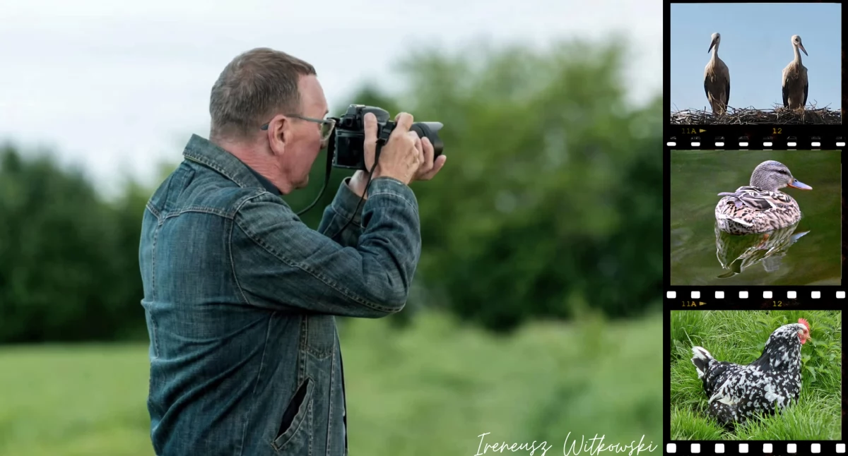 Atrakcje Turystyczne - Podróże małe i duże, Myślisz znasz ptaki żyjące powiecie suskim Sprawdź naszym quizie! - zdjęcie, fotografia