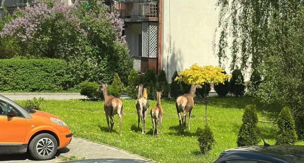 Nasze sprawy, Dziki ustąpiły miejsca sarnom jeleniom - zdjęcie, fotografia
