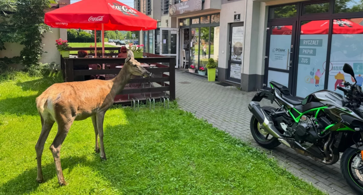 Nasze sprawy, Suchej stanął „Uwaga sarna terenie zurbanizowanym” - zdjęcie, fotografia