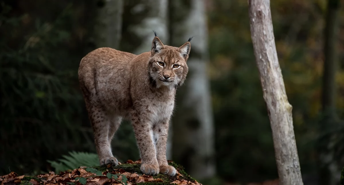 Z kraju, Międzynarodowy Dzień Rysia beskidzkich lasach żyje tajemniczy drapieżnik - zdjęcie, fotografia
