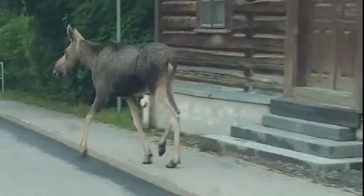 Nasze sprawy, Łoś Łętowni! Niezwykłe nagranie - zdjęcie, fotografia