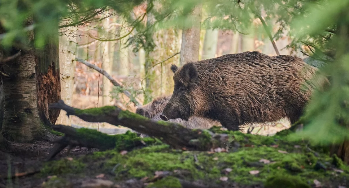 Interwencje, dziki zły… Problem dzikiej zwierzyny Kurowie narasta - zdjęcie, fotografia
