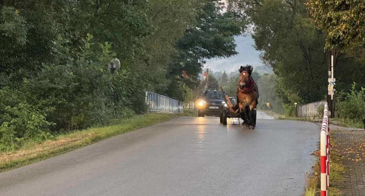 Miejscowe zagrożenie, uciekł kierunku stacji Stryszawie - zdjęcie, fotografia