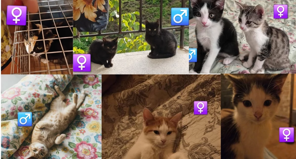 Nasze sprawy, cmentarza odzyskały zdrowie nadzieję akcja Animals Suchej Beskidzkiej - zdjęcie, fotografia