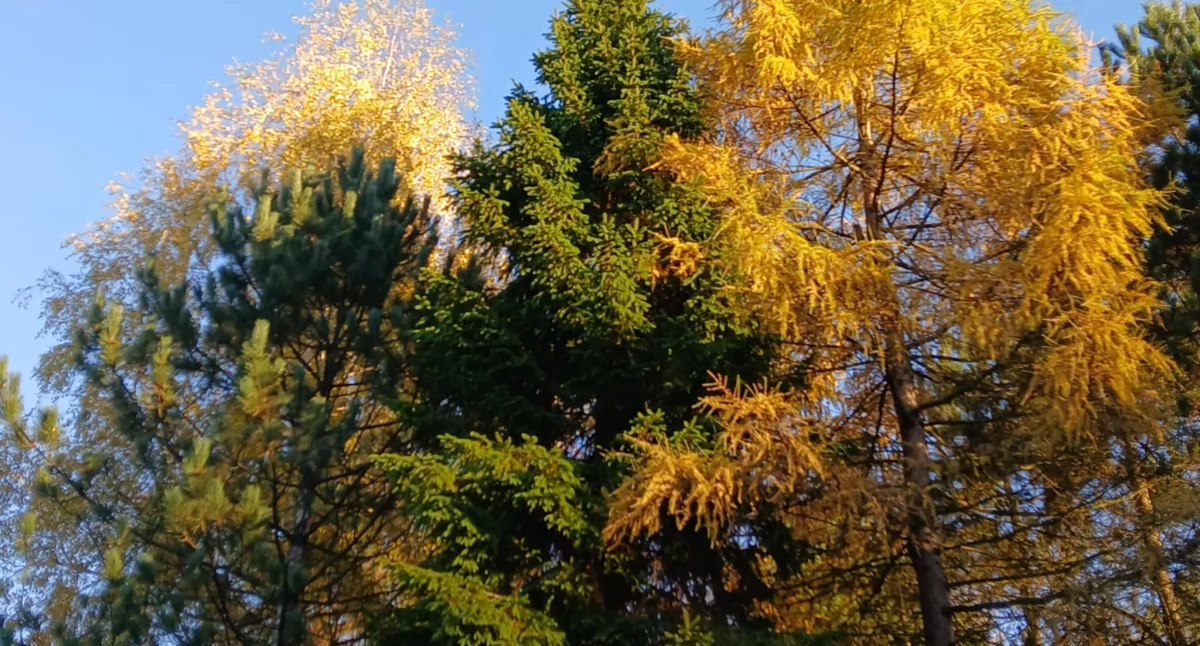 Nasze sprawy, Drzewa krzewy najpiękniejszych jesiennych barwach Katarzyną ogrodzie (XIII) - zdjęcie, fotografia