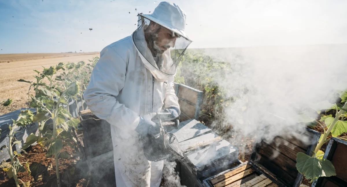 Materiał zewnętrzny, Pszczelarstwo sposób dochód można zarobić czego zależy - zdjęcie, fotografia