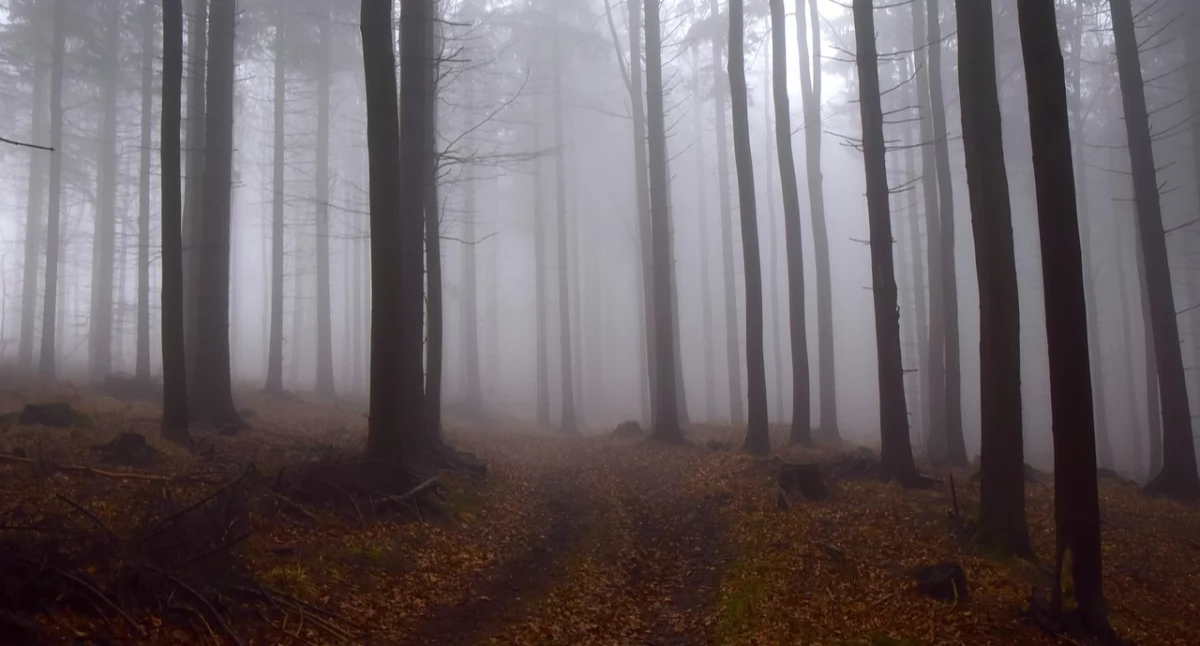 Pogodynka, Ostrzeżenie przed gęstą mgłą - zdjęcie, fotografia