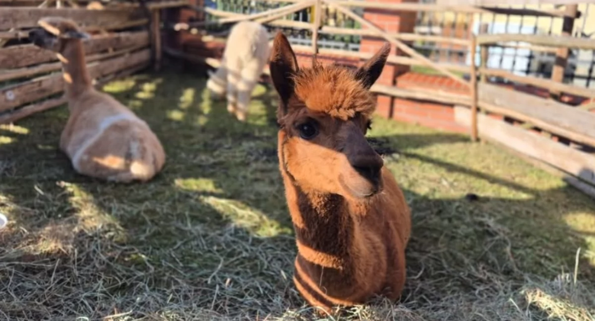 Rozrywka, Wiosenne spotkanie alpakami Zembrzycach - zdjęcie, fotografia
