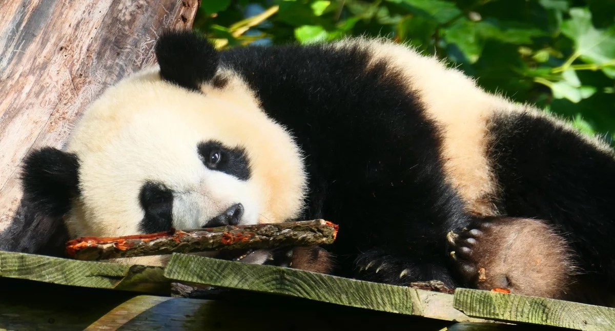Warto wiedzieć, Panda Wielka tarapatach Dlaczego warto obchodzić dzień - zdjęcie, fotografia