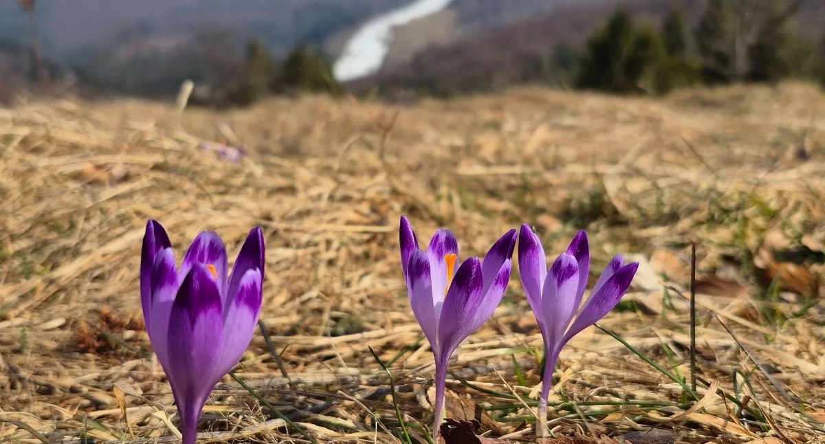 foto. Michał Bartyzel