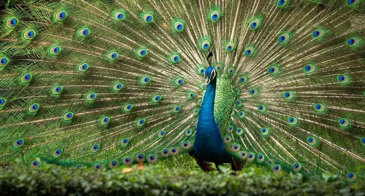 Kartka z kalendarza, „Bez natury przetrwamy” Dziś obchodzimy Międzynarodowy Dzień Różnorodności Biologicznej - zdjęcie, fotografia
