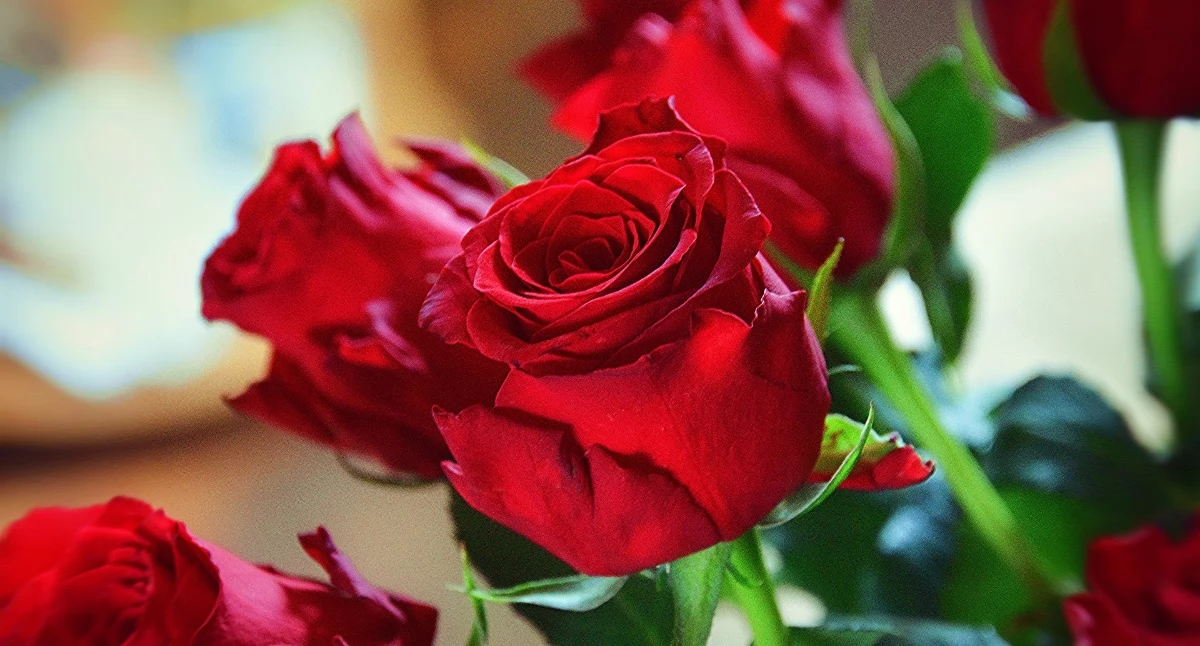 źródło: pixabay.com