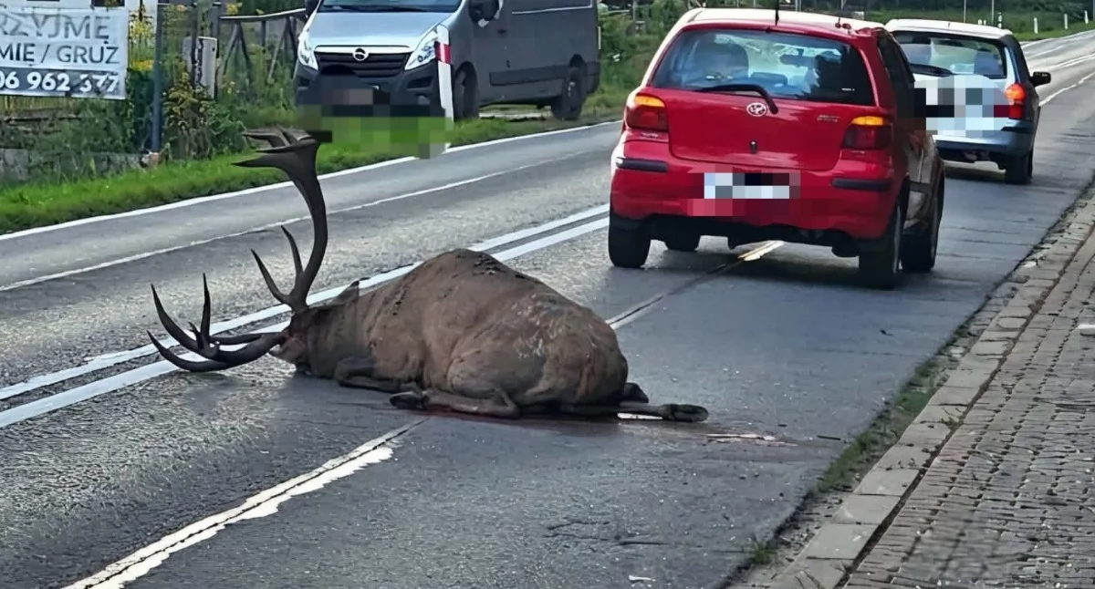 Miejscowe zagrożenie, Zdarzenie drogowe udziałem jelenia Budzowie - zdjęcie, fotografia
