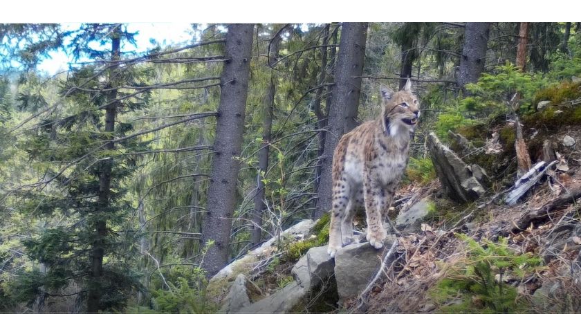 Nagranie- fotopułapka CHKO Horna Orava
