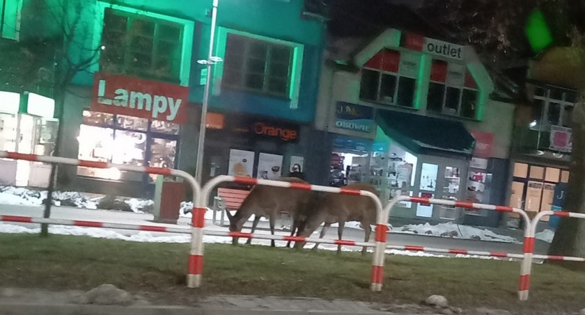 Fot. Gdzie stoją? Maków Podhalański, powiat suski