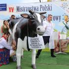 zdjęcie nr 15