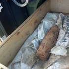 Fotka nr 1 z 2