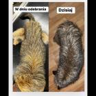 Fotka nr 2 z 3