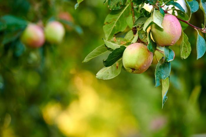 jabłka wiszące na gałęzi