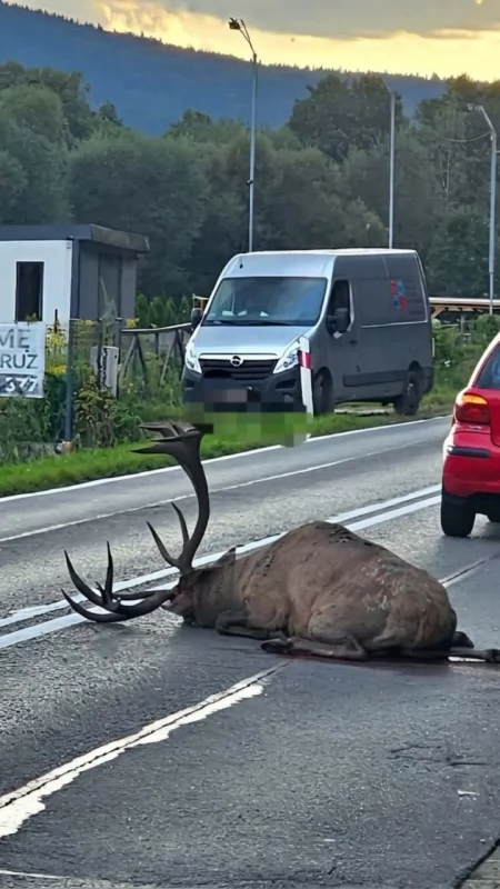 Zdarzenie drogowe z udziałem jelenia w Budzowie