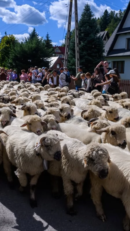 Owce znów zeszły z hali. Redyk był jednym z najważniejszych momentów 42. Babiogórskiej Jesieni