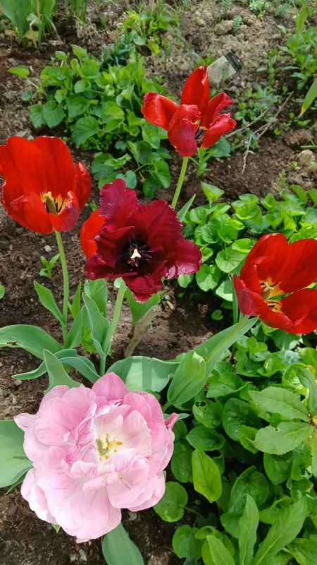 Dlaczego tulipany nie kwitną co roku? Oto sprawdzone odmiany długowieczne. Z Katarzyną w ogrodzie (XIX)